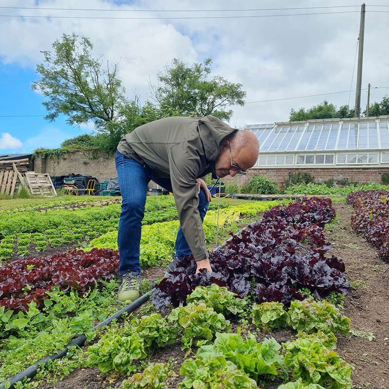 Market fresh ingredients, from field to market