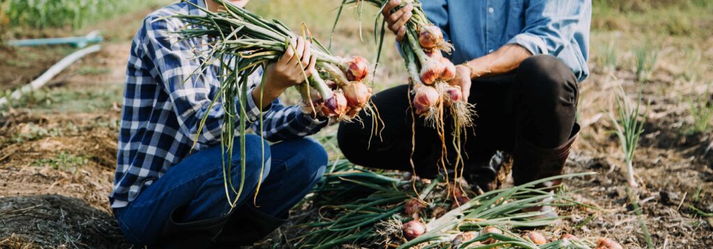 Staying true to our roots - About All Greens