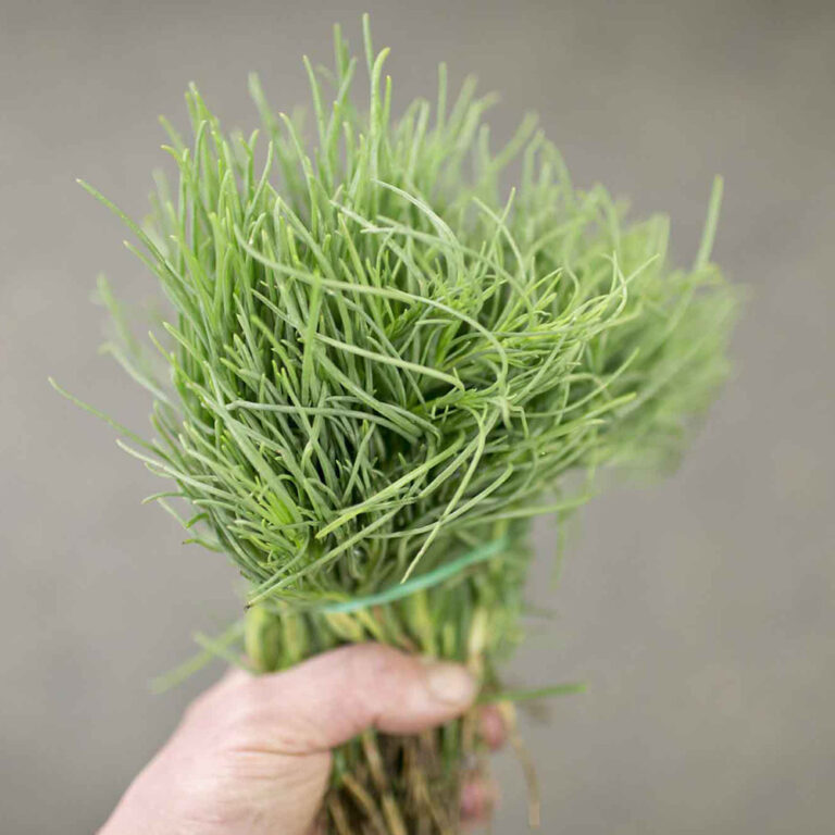 agretti