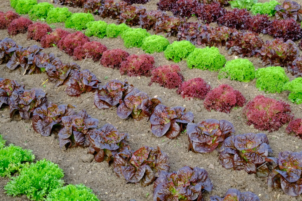 British produce being grown the English countryside